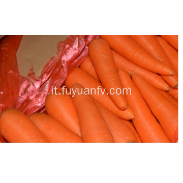 Carota xiamen fresca taglia L